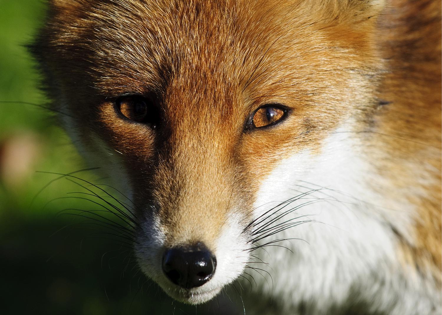 A red fox with a white neck.