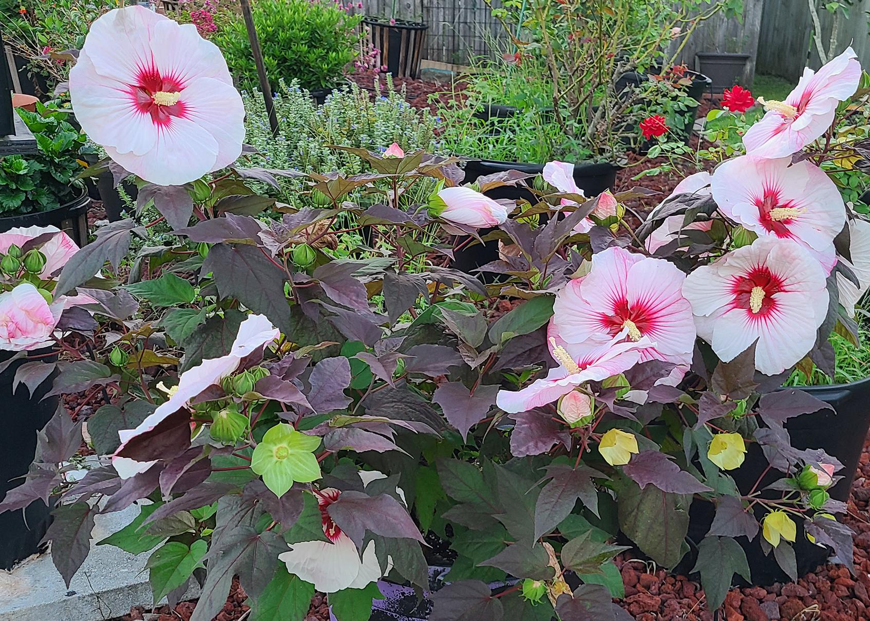 A plant with dark, almost purple leaves has large, pink blooms with red centers.