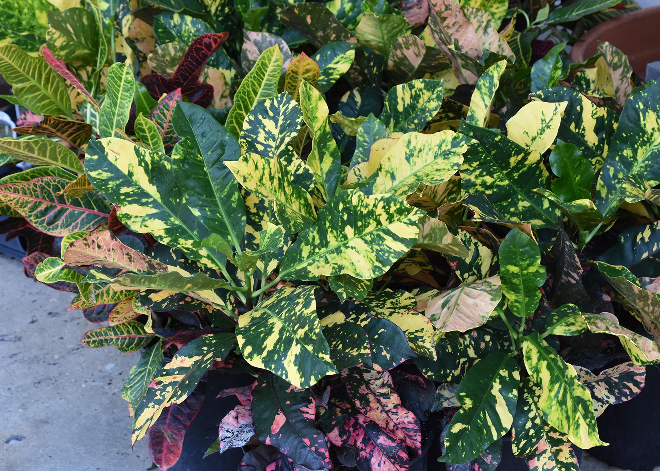 Green leaves are decorated with yellow or pink splotches.