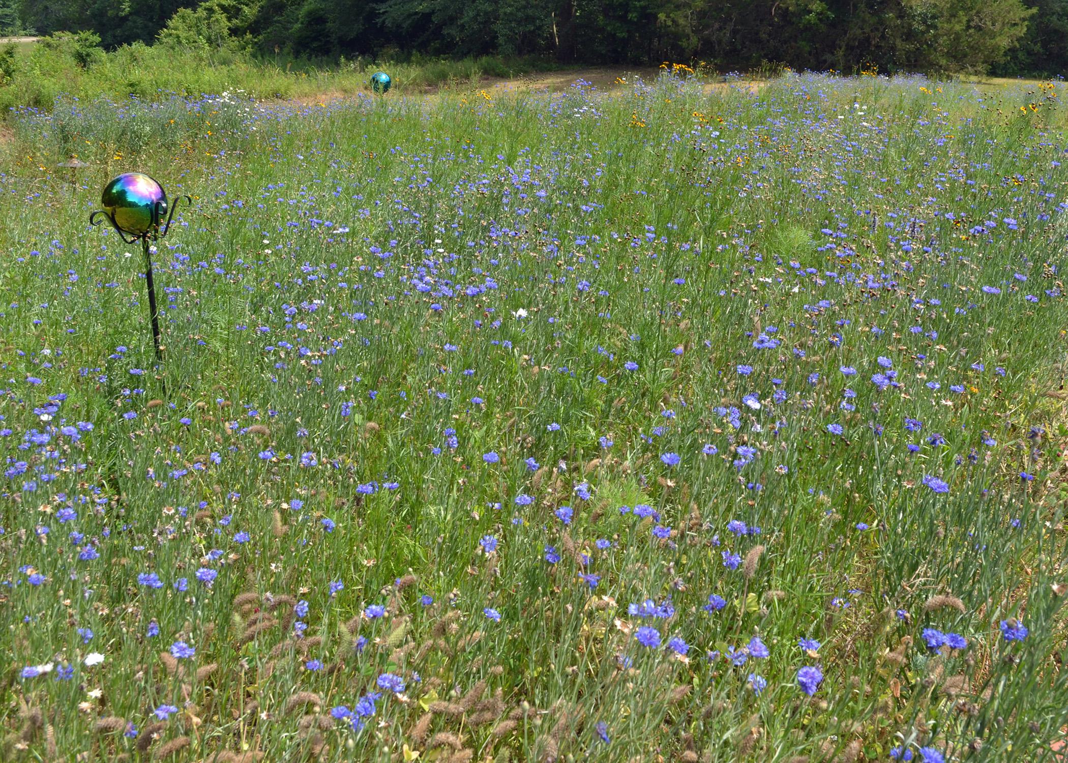 A grassy garden area is topped by delicate purple blooms.