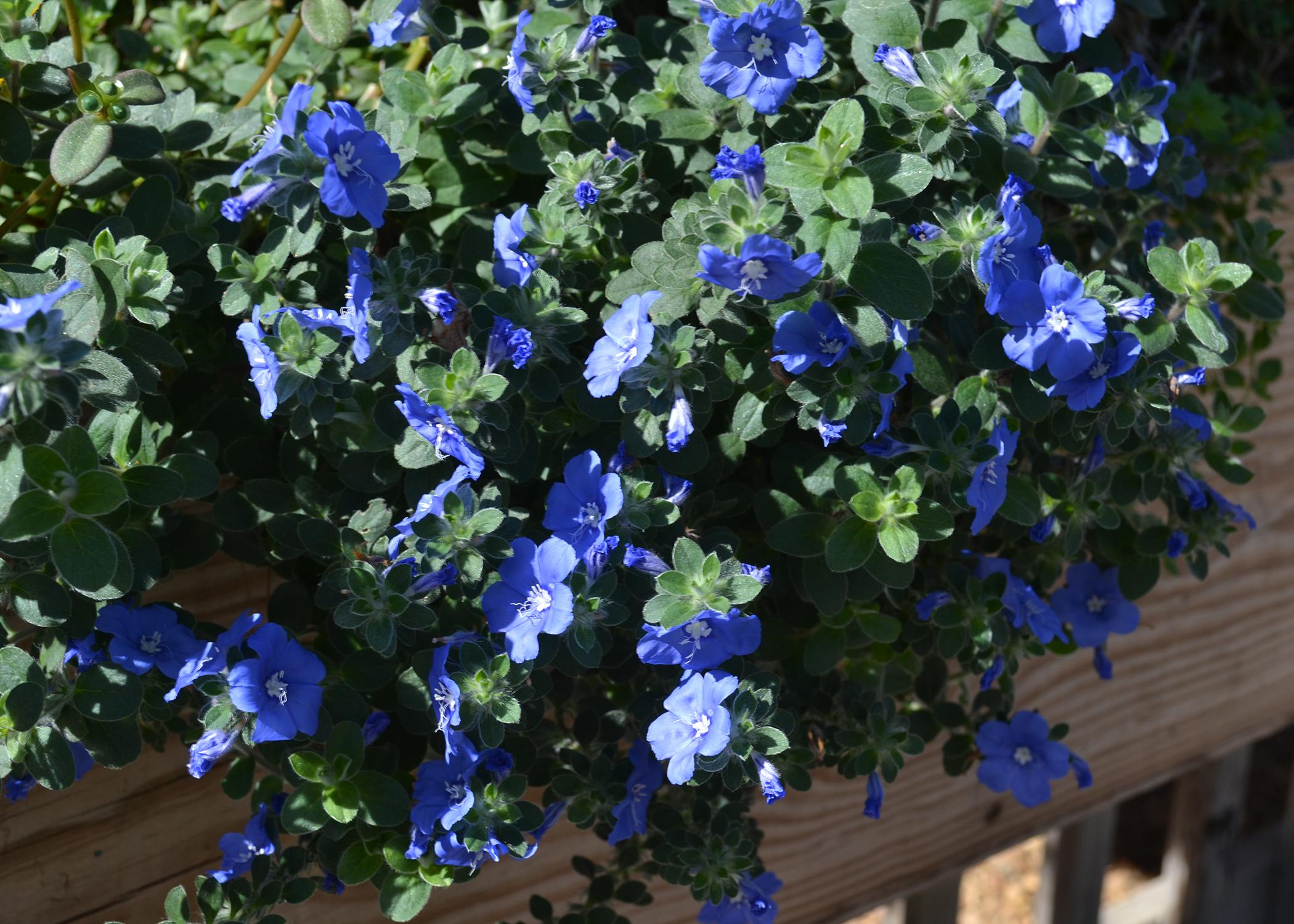 Small blue flowers bloom on a bush that drapes a fence.