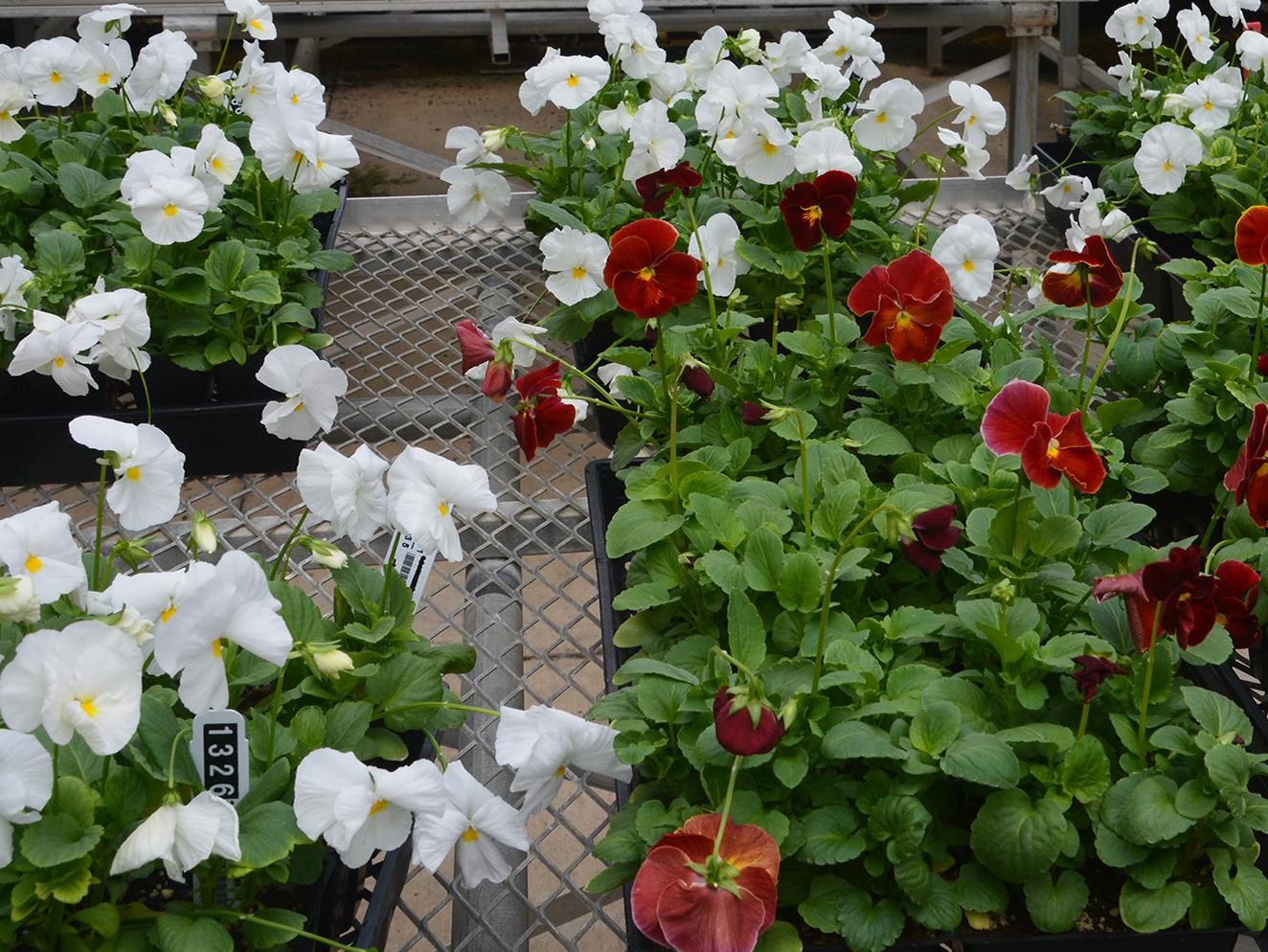 Fall chrysanthemums are right behind these blooming pansies, and both will be available at the Mississippi State University horticulture club’s annual fall plant sale. The sale will take place from 8 a.m. until 5:30 p.m. Oct. 6 and 7 at the Veterans Memorial Rose Garden, located at the Highway 182 entrance to the R.R. Foil Plant Science Research Facility. (Photo by MSU Extension Service/Linda Breazeale)