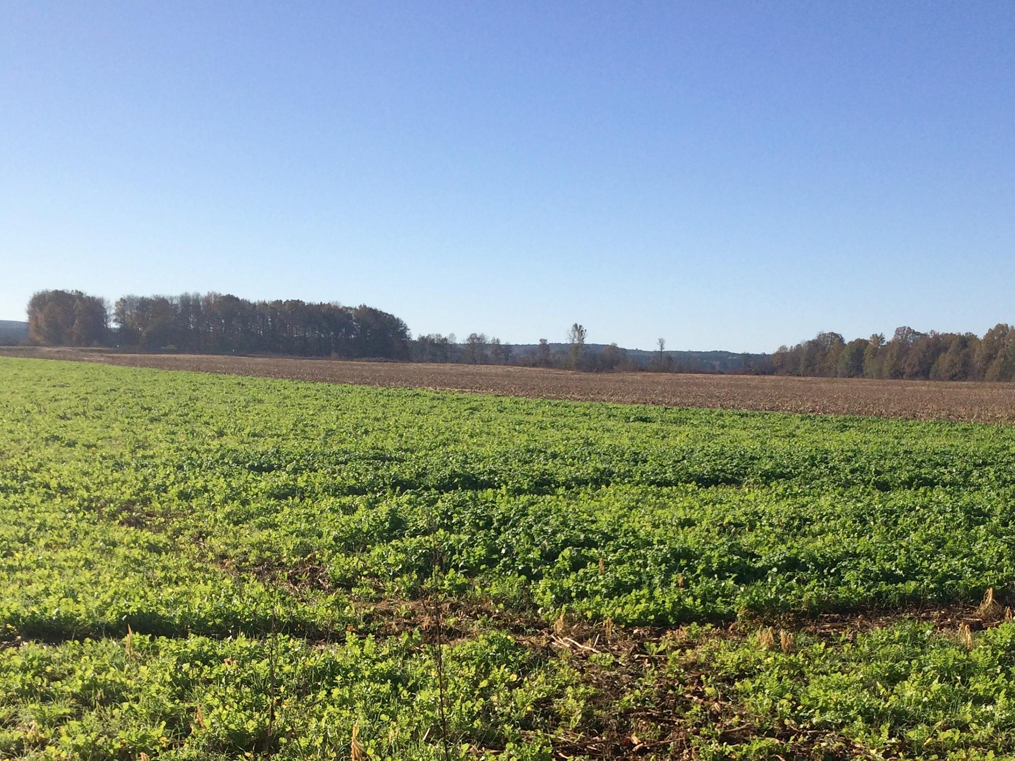 A radish cover crop planted in early fall as part of a research demonstration project is thriving at Michael Graves’ farm near Ripley, Mississippi. (File Photo by MSU College of Forest Resources)