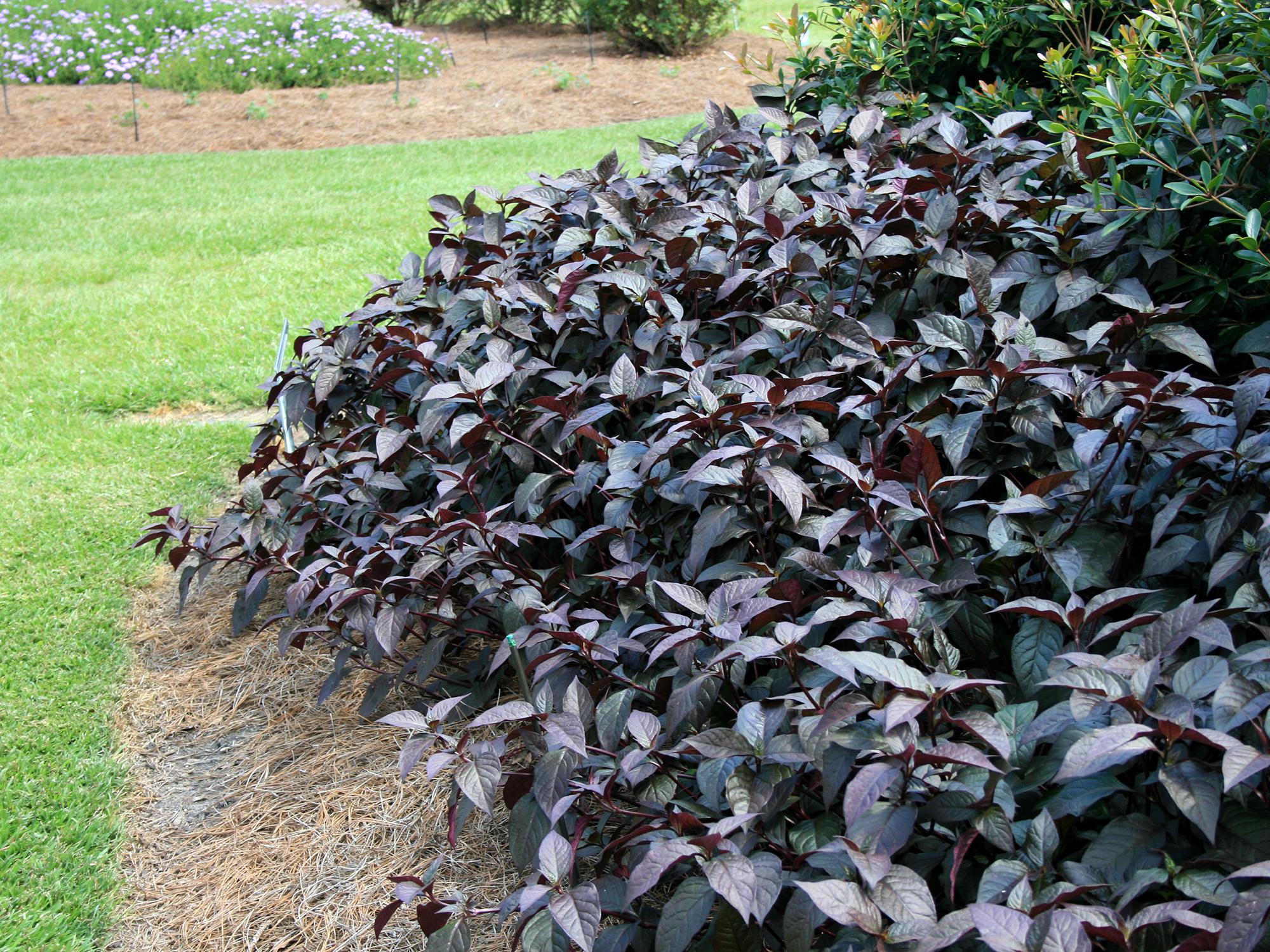 With rich soil and consistent moisture, Purple Knight Alternanthera can grow as tall as 36 inches, making it a landscape-worthy plant. (Photo by MSU Extension/Gary Bachman)