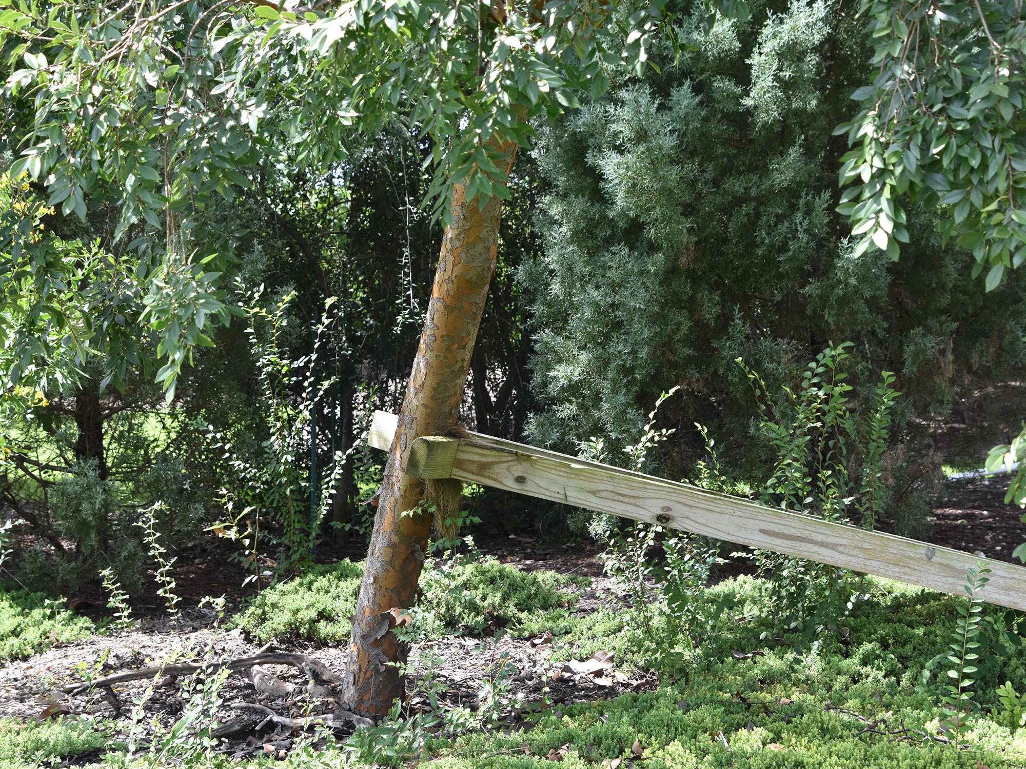 Stake or brace leaning trees to restore them to an upright position and accelerate their recovery from weather damage. (Photo by MSU Extension Service/Gary Bachman)