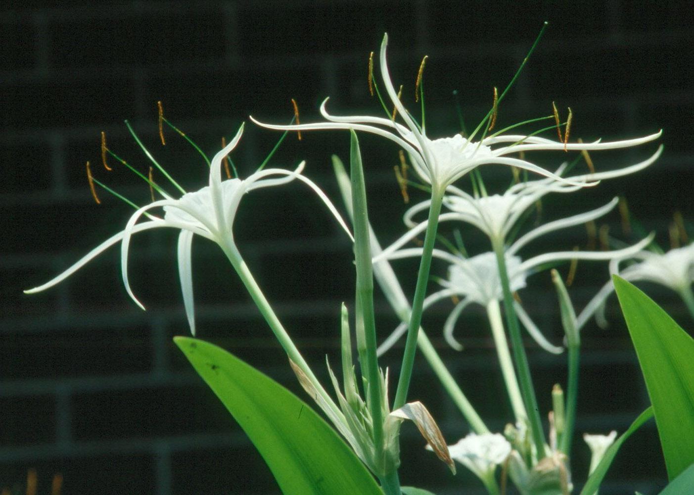 Consider the white, summer-blooming Hymenocallis species.