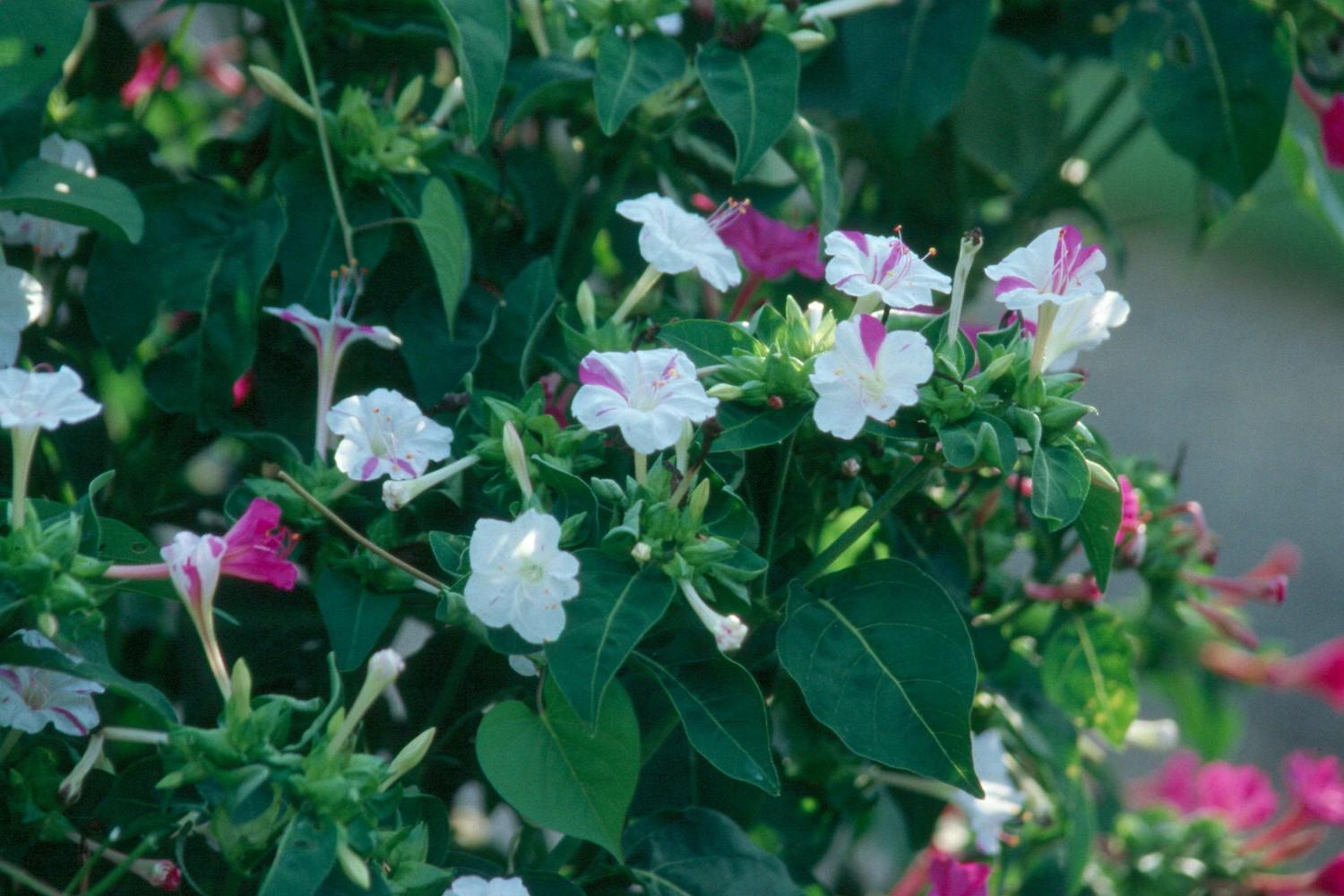 The colorful flowers of the four o'clock offer beauty and evening fragrance the whole family will enjoy from summer through fall.