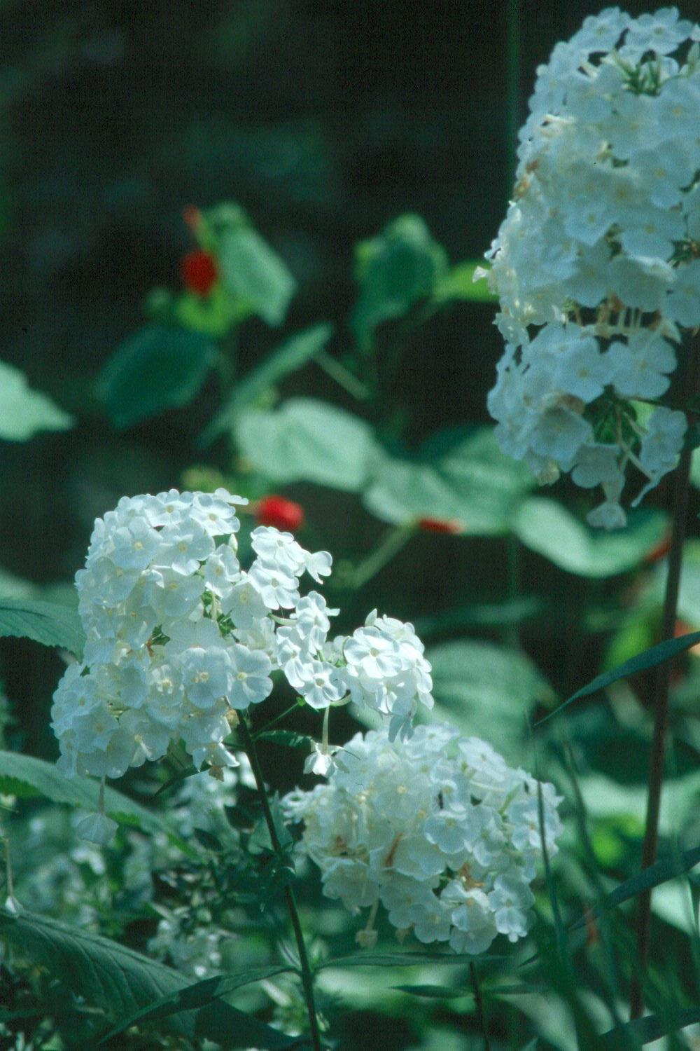 The glistening white flowers of the perennial phlox David offers fragrance as well as beauty for an extended season.