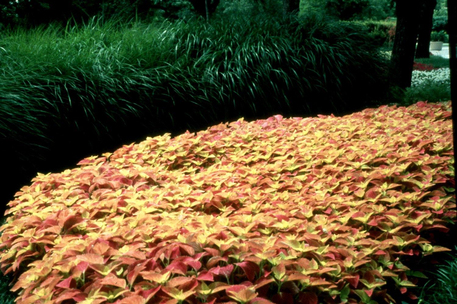 Four sun coleuses in variations of red from maroon to burgundy have been recognized as award winners in the South. For its true potential, mass plant at least seven in a large, informal drift.