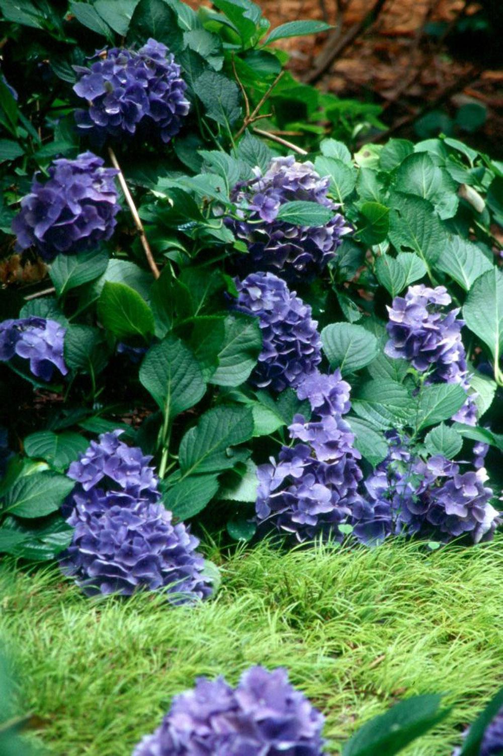 The Minimus aureus sweet flag makes a golden street in front of blue French hydrangeas.