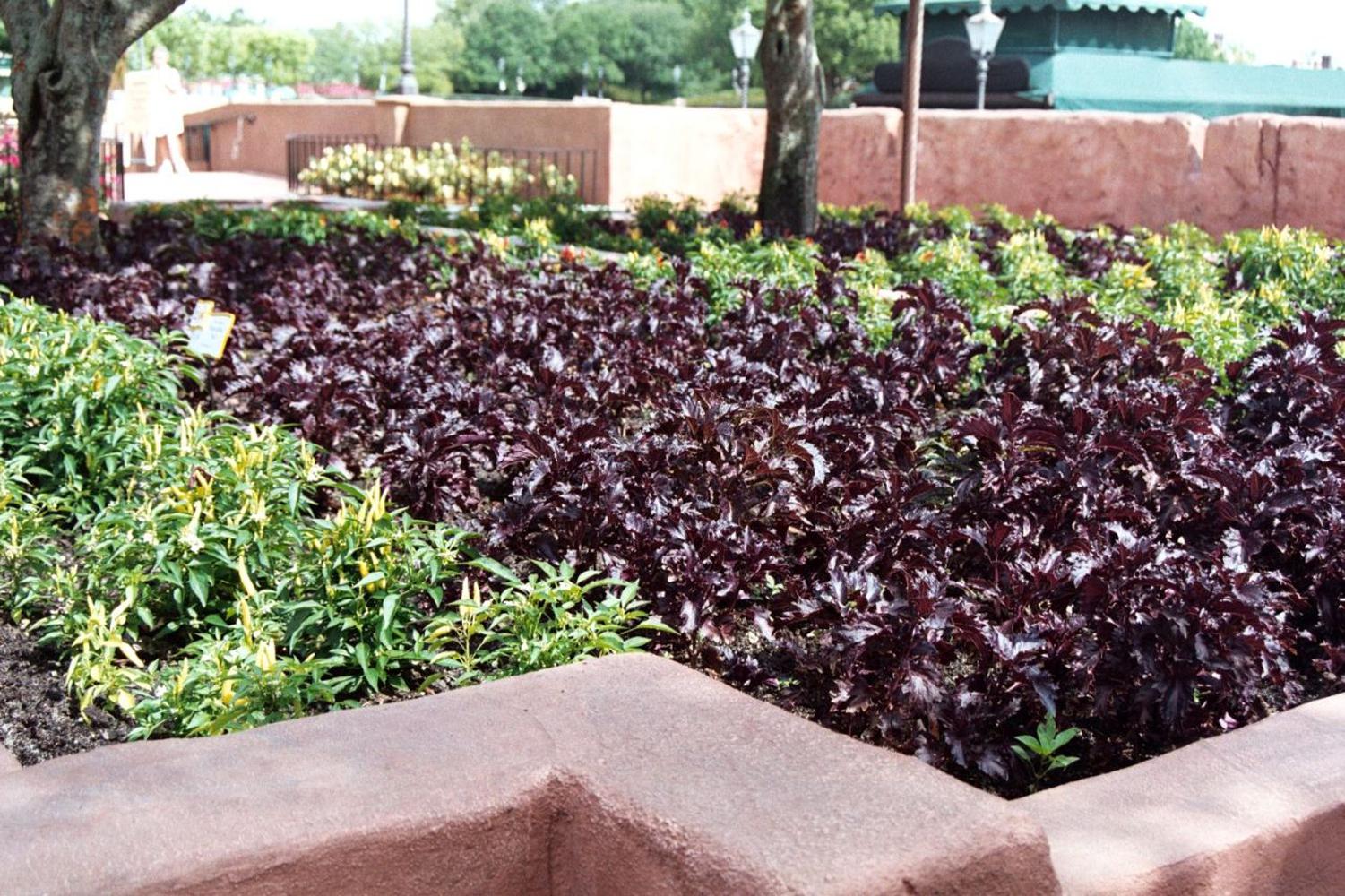 Purple Ruffles basil is as pretty as a coleus in the flowerbed, and it also makes a delicious addition to many culinary dishes.