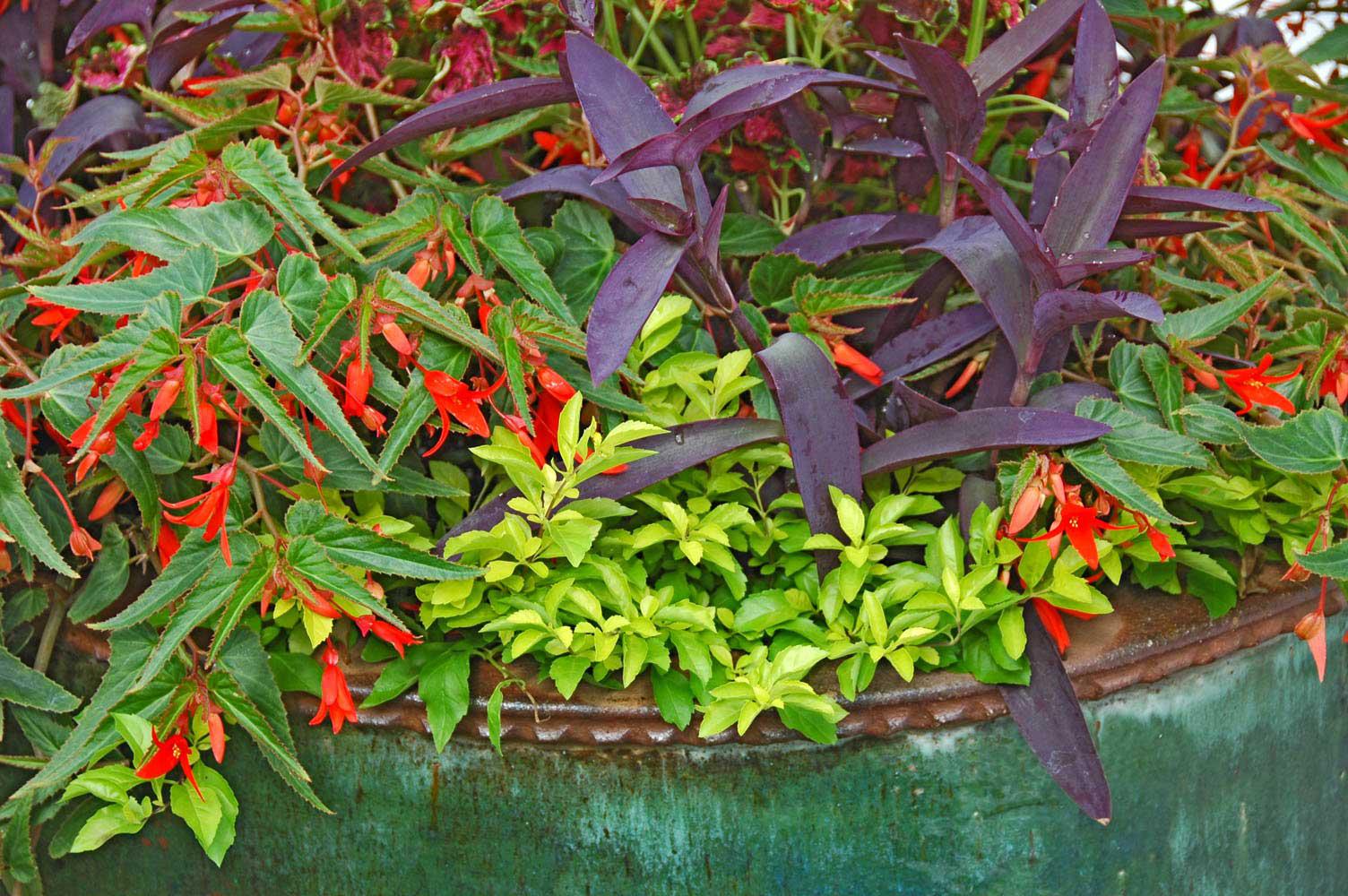 Gold Duranta, which is in the verbena family, reaches around 12 inches tall by fall, spreading outward about the same distance. Here, the Gold Duranta was used prominently with Fresh Look Red celosia, an All-America Selections Gold Medal winner.