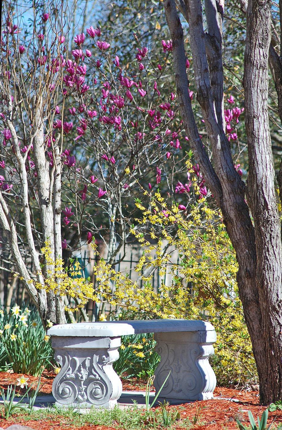 The warm, cheerful yellows of a large, naturally growing forsythia and a patch of daffodils complement the cool, deep purple flowers of a fine saucer magnolia. A concrete bench encouraging visitors to pause and take in the beauty of spring is the perfect finishing touch. (Photo by Norman Winter)