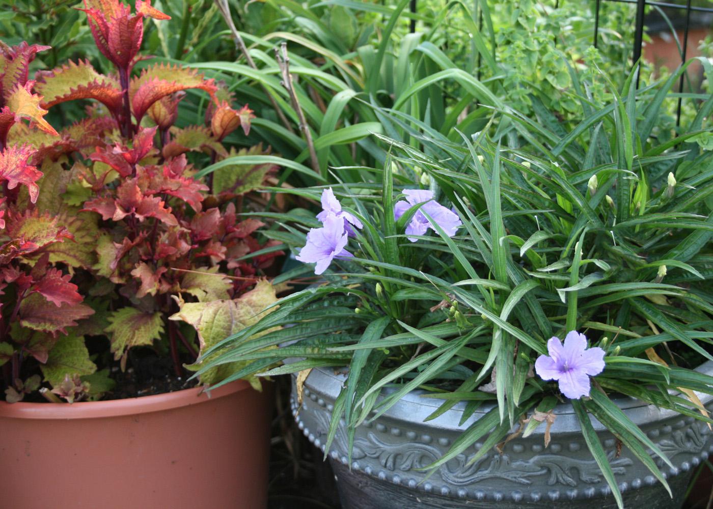 Katie Dwarf ruellia, a Mexican petunia perfect for containers, is paired with Henna sun coleus. (Photo by Gary Bachman)