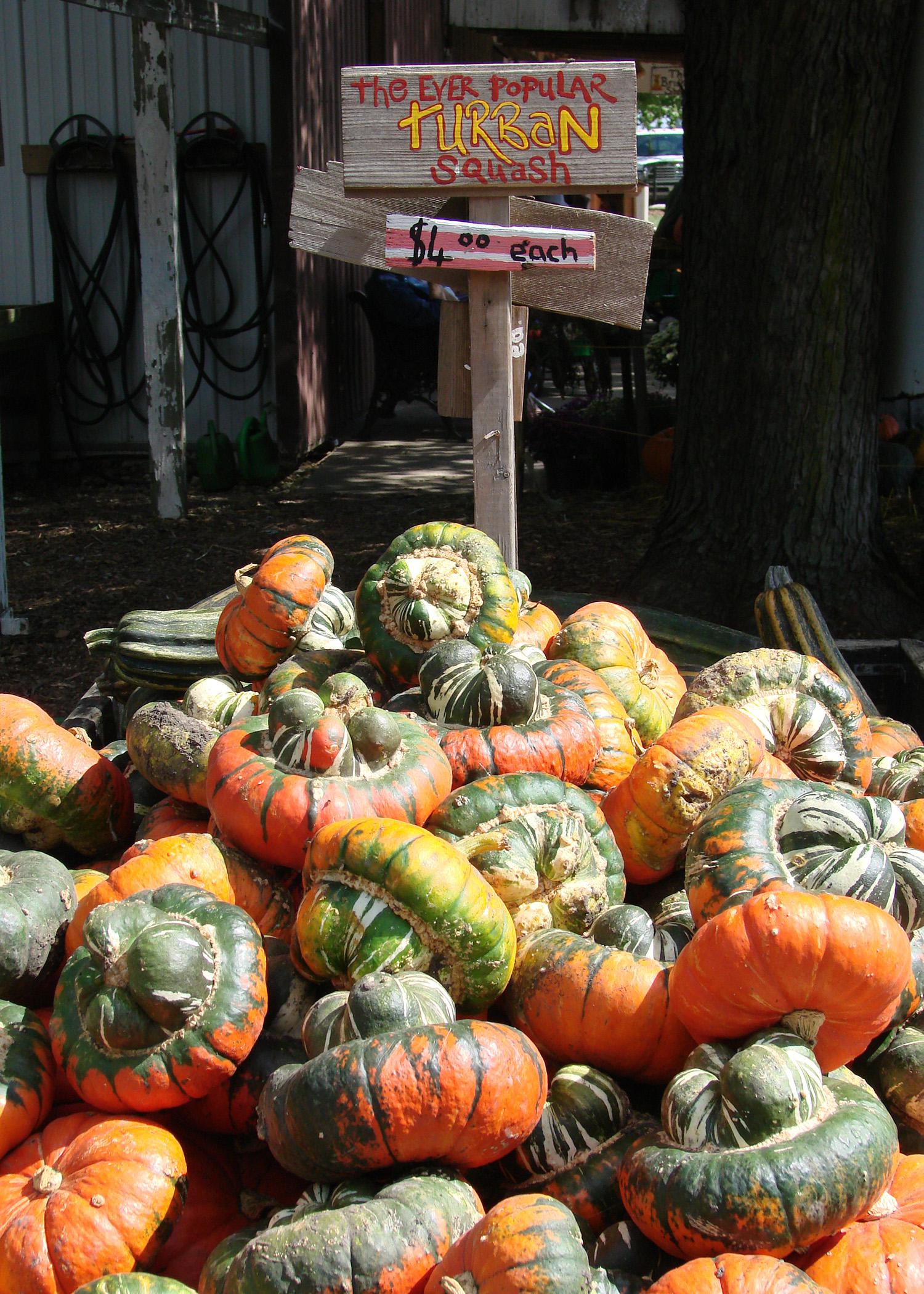 Turban squash is a popular, hat-shaped variety that Native Americans grew. The bulb-like top makes a good fall decoration with its bizarre shape and multicolored stripes. (Photo by MSU Extension Service/Gary Bachman)