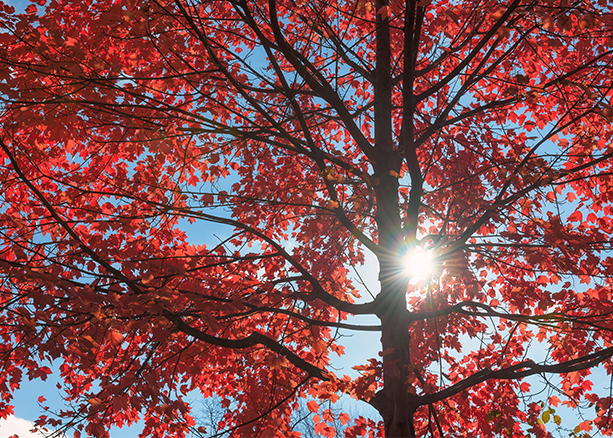 Sun shining through red maple tree branches