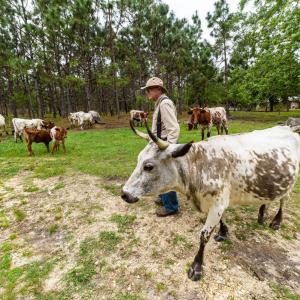 An older man walks alongside a few cows. 