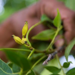 Close up image of a hand holding young pecans, small and yellow.