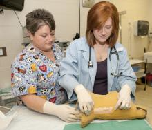 Animal technician Lisa Chrestman, left, helps fourth-year student Amy Dunaway place an intravenous catheter in a dog model. (Photo by Tom Thompson)