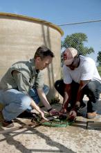 Mississippi State University assistant professor and aquatic scientist Peter Allen, left, and doctoral student Daniel Aboagye examine an alligator gar near the outdoor tank facilities at MSU's Aquaculture Facility. (Photo by MSU Ag Communications/Kat Lawrence)