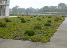 Today, the gardens are thriving and providing data to help scientists better understand the effects of the coastal environment on green roofs. (MSU Ag Communications/Submitted photo)