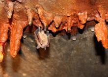 Small bats, such as this Eastern pipistrelle or tricolored bat, prefer to roost in caves and large trees but find their way into buildings in search of protection from temperature changes. Fall and winter are ideal times to install exclusion devices on buildings to remove bats safely. (Photo by MSU Ag Communications/Keri Collins Lewis)