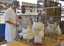 Mississippi State University poultry science students Chase McNeil (left) and Nurvdeen Taofeek judge a group of chickens entered by DeSoto County 4-H'er Renee Anderson. Sixty-four 4-H'ers competed in the show, held at the Mississippi State Fair Oct. 12. (Photo by MSU Ag Communications/Susan Collins-Smith)