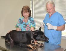 Louisville, Miss. veterinary assistant Ann McCart steadies Twister while Dr. Fred Nabers examines him on May 8, 2014, nearly a week after the dog arrived for treatment of injuries sustained in the April 28 tornado. (Photo by MSU Ag Communications/Linda Breazeale)