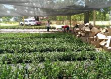 Timothy Gipson, right, and a volunteer unbox some of the 30,000 tea plants delivered to the The Great Mississippi Tea Company on June 17, 2014, in Brookhaven, Mississippi. The 260 seedlings planted in October thrived through the wet, cold winter and spring. (Photo by Jason McDonald)