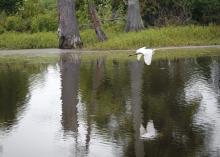 The lake and natural wetlands at Pleasant Lake Plantation in Leflore County, Mississippi, are being carefully managed for waterfowl habitat. (Photo by MSU Ag Communications/Kevin Hudson)