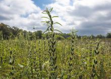 Sesame is a broadleaf summer crop with growth similar to cotton and soybeans. It can reach up to 6 feet tall with good soil moisture and fertility. (Photo by MSU Ag Communications/Kevin Hudson)