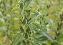 Sesame produces tiny, edible seeds valued for consumption and oil production. Most consumers recognize the tasty seeds on hamburger buns, but a lot of cooking is done with sesame oil. (Photo by MSU Ag Communications/Kevin Hudson)