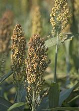 Grain sorghum in Mississippi, such as this planted at the Mississippi State University R.R. Foil Plant Science Research Center, was 50 percent harvested by Sept. 29, 2013. The crop was about 82 percent harvested this time last year. (Photo by MSU Ag Communications/Kat Lawrence)