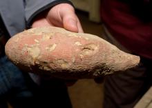 A sweet potato with a pink and brown outer surface is shown close up.