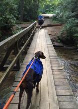 Keep dogs on leashes while on nature trails to keep them from chasing or harassing the wildlife. (Photo by MSU Extension Service/Evan O’Donnell)