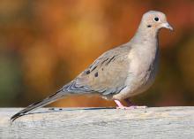 Healthy mourning dove populations allow opportunities for recreational hunting. Habitat establishments begin in the spring by planting small fields with a variety of grains such as sorghum, browntop millet and sunflowers. (Submitted photo)