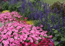 Vista Bubblegum supertunias can be mass planted to create a pink ground cover. The light pink of Bubblegum supertunias blend well with Vista Fuchsia supertunias and Color Spires salvia. (Photo by MSU Extension/Gary Bachman)