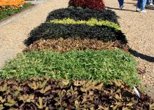 The ornamental sweet potato is a go-to choice for large areas that need some kind of colorful ground cover. It is a great plant for massing and comes in a wide variety of colors and textures. (Photo by MSU Extension/Gary Bachman)