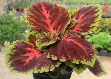 The Kong coleus has massive foliage and thrives in shady areas of the landscape. (Photo by MSU Extension/Gary Bachman)