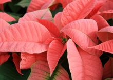 pink poinsettias