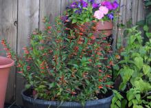 A container is filled with small orange blooms on upright stems.