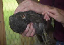 A man’s hands are seen holding a black chicken, while a woman’s hands reach in.