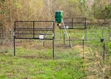 Two sturdy wire gates are raised in the large round corral trap. An automatic feeder on a tall tripod is inside the pen.