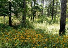 Thick, shoulder-high plants growing under tall trees in a wooded area.