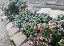 A row of winter flowers bordered by  landscape stones is covered in a light layer of ice.