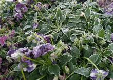 Purple pansy flowers and leaves are drooping and covered with a layer of frost.