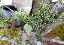 A small tree with leafy green growth on the bark