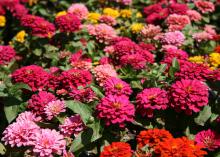 The dozens of pink blooms fill the frame with a few green leaves visible.