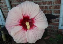 A large, light pink flower with a dark center fills the frame from its placement in front of a brick wall.