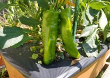 A cloth-covered basket is filled with green, red, yellow, orange and purple bell peppers.